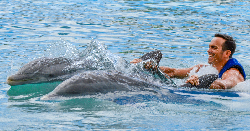 dolphin swim at Sea Life Park