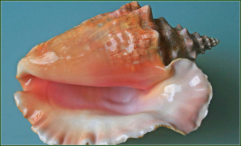 Conch shell, also known as a pu, a traditional Hawaiian instrument.