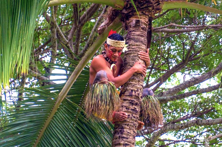A man dressed in luau costume climbs a coconut tree. 