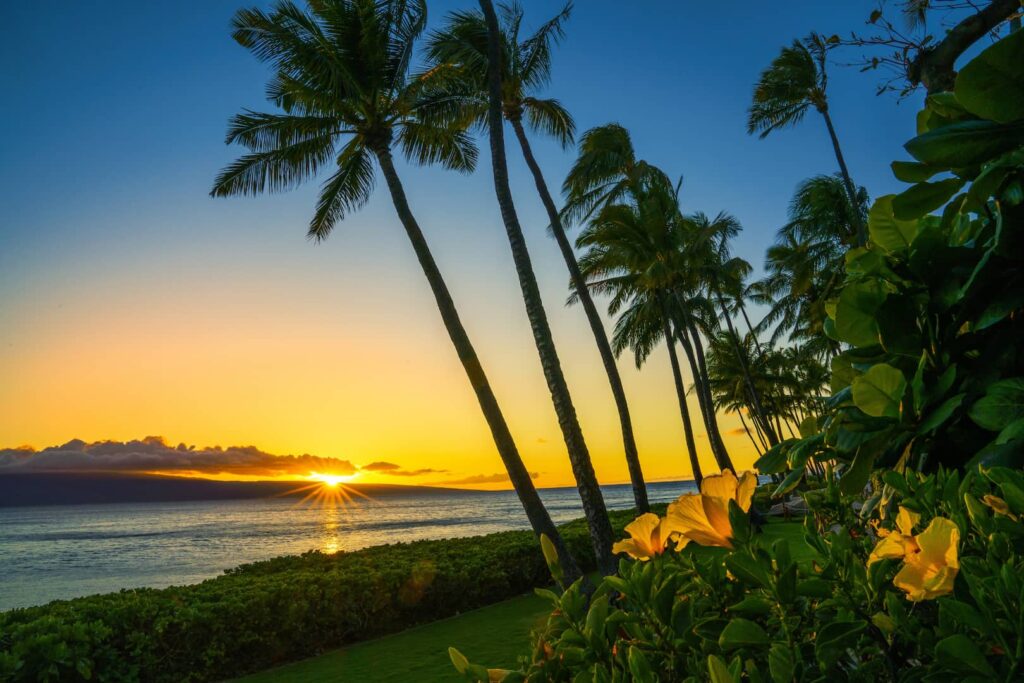 Palm trees on the beach in front of yellow sunset over the ocean from the lawn of the Royal Lahaina Luau grounds.