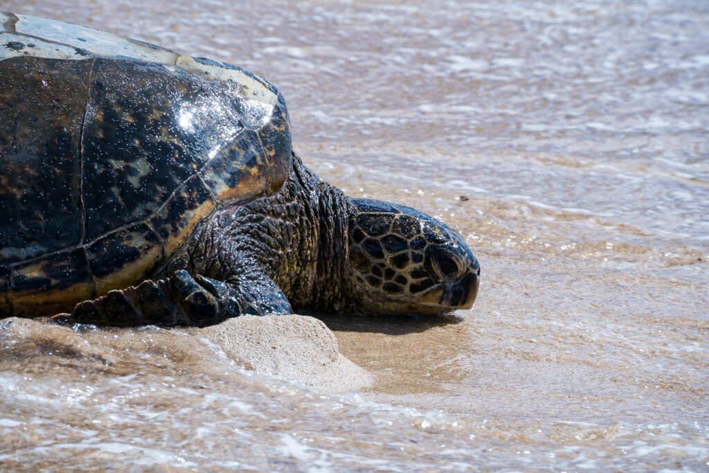 Close up of a sea turtle at "turtle beach" on Oahu's North Shore. 