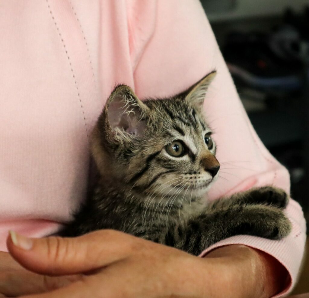 A customer holds a kitten at the Hawaii Cat Cafe in Honolulu, Hawaii.